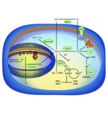 Супероксиддисмутаза из порошка Escherichia colilyophilized, 1000 единиц / мг белка Sigma S5639