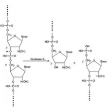 Нуклеаза S1 из Aspergillus oryzae для расщепления одноцепочечной ДНК / РНК Sigma N5661