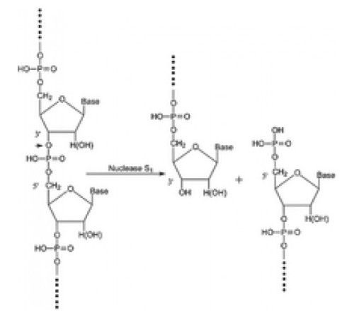 Нуклеаза S1 из Aspergillus oryzae для расщепления одноцепочечной ДНК / РНК Sigma N5661