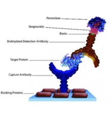 Стрептавидин, Streptomyces avidinii, 95%, Alfa Aesar, 2 мг