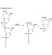Фосфодиэстераза II из лиофилизированного порошка бычьей селезенки, 5,0 мкг / мг белка Sigma P9041