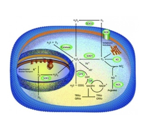 Супероксиддисмутаза из порошка Escherichia colilyophilized, 1000 единиц / мг белка Sigma S5389