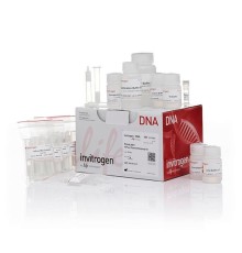 Набор PureLink HiPure Plasmid Miniprep Kit, Thermo FS