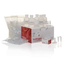 Набор PureLink HQ Mini Plasmid DNA Purification Kit, Thermo FS