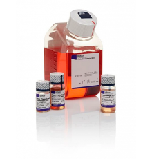 Набор PSC Dopaminergic Neuron Differentiation Kit, Thermo FS