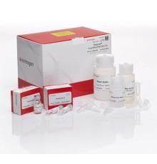 Набор PureLink Viral RNA/DNA Mini Kit, Thermo FS, Thermo FS